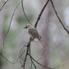 Caligavis chrysops (Yellow-faced Honeyeater) at Mongarlowe River - 10 Nov 2019 by LisaH