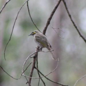 Caligavis chrysops at Mongarlowe, NSW - 10 Nov 2019