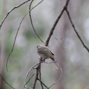 Caligavis chrysops at Mongarlowe, NSW - 10 Nov 2019