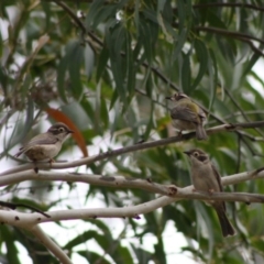 Melithreptus brevirostris (Brown-headed Honeyeater) at Mongarlowe River - 10 Nov 2019 by LisaH