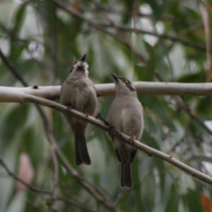 Melithreptus brevirostris at Mongarlowe, NSW - 10 Nov 2019