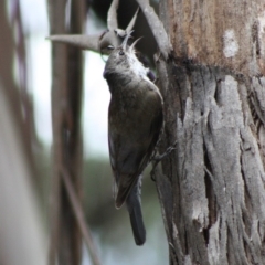 Cormobates leucophaea (White-throated Treecreeper) at Mongarlowe River - 10 Nov 2019 by LisaH