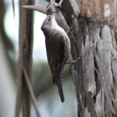 Cormobates leucophaea at Mongarlowe, NSW - 10 Nov 2019