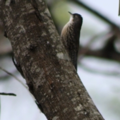 Cormobates leucophaea at Mongarlowe, NSW - 10 Nov 2019