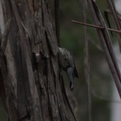 Cormobates leucophaea at Mongarlowe, NSW - 10 Nov 2019