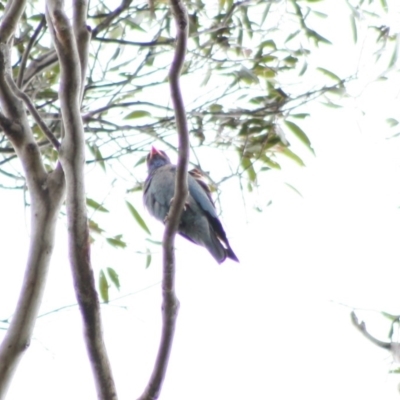 Eurystomus orientalis (Dollarbird) at Mongarlowe, NSW - 10 Nov 2019 by LisaH