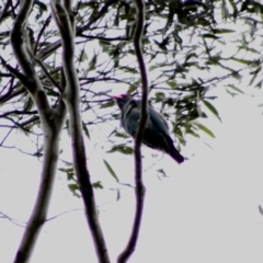 Eurystomus orientalis at Mongarlowe, NSW - 10 Nov 2019