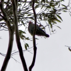 Eurystomus orientalis at Mongarlowe, NSW - 10 Nov 2019