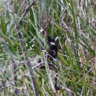 Psophodes olivaceus (Eastern Whipbird) at Mongarlowe, NSW - 10 Nov 2019 by LisaH