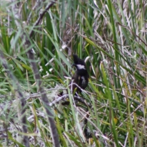 Psophodes olivaceus at Mongarlowe, NSW - 10 Nov 2019