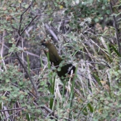 Psophodes olivaceus at Mongarlowe, NSW - 10 Nov 2019