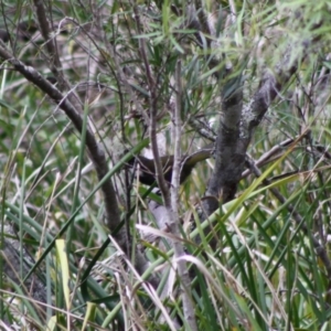 Psophodes olivaceus at Mongarlowe, NSW - 10 Nov 2019