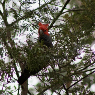 Callocephalon fimbriatum (Gang-gang Cockatoo) at Mongarlowe, NSW - 10 Nov 2019 by LisaH