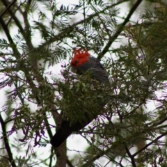 Callocephalon fimbriatum at Mongarlowe, NSW - 10 Nov 2019