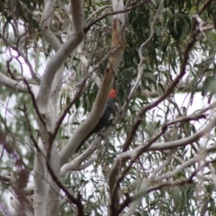 Callocephalon fimbriatum at Mongarlowe, NSW - 10 Nov 2019