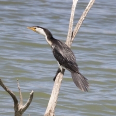 Microcarbo melanoleucos (Little Pied Cormorant) at Illilanga & Baroona - 30 Sep 2019 by Illilanga