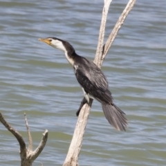 Microcarbo melanoleucos (Little Pied Cormorant) at Michelago, NSW - 30 Sep 2019 by Illilanga