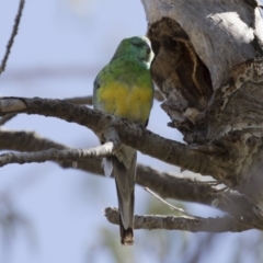 Psephotus haematonotus (Red-rumped Parrot) at Michelago, NSW - 30 Sep 2019 by Illilanga
