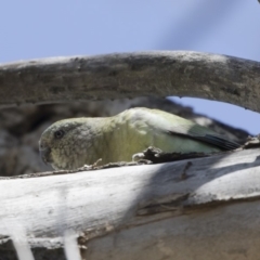 Psephotus haematonotus at Michelago, NSW - 30 Sep 2019