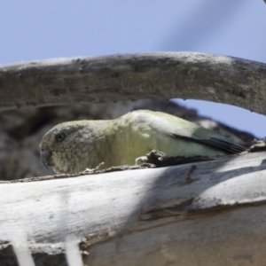 Psephotus haematonotus at Michelago, NSW - 30 Sep 2019 11:36 AM