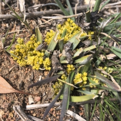 Lomandra bracteata (Small Matrush) at Michelago, NSW - 27 Sep 2019 by Illilanga