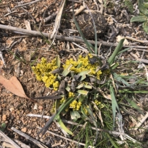 Lomandra bracteata at Illilanga & Baroona - 27 Sep 2019