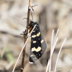 Phalaenoides tristifica (Willow-herb Day-moth) at Illilanga & Baroona - 30 Sep 2019 by Illilanga