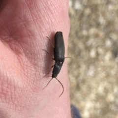 Elateridae sp. (family) (Unidentified click beetle) at Michelago, NSW - 6 Oct 2019 by Illilanga