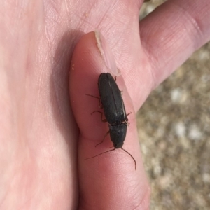 Elateridae sp. (family) at Michelago, NSW - 6 Oct 2019