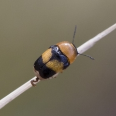 Aporocera (Aporocera) flaviventris (A case bearing leaf beetle) at Illilanga & Baroona - 5 Apr 2019 by Illilanga