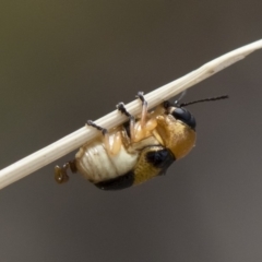 Aporocera (Aporocera) flaviventris at Michelago, NSW - 5 Apr 2019