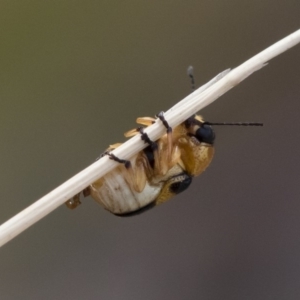 Aporocera (Aporocera) flaviventris at Michelago, NSW - 5 Apr 2019 03:30 PM