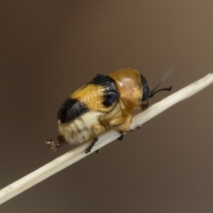 Aporocera (Aporocera) flaviventris at Michelago, NSW - 5 Apr 2019 03:30 PM