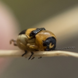 Aporocera (Aporocera) flaviventris at Michelago, NSW - 5 Apr 2019 03:30 PM