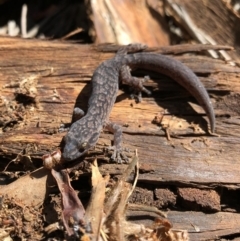 Christinus marmoratus (Southern Marbled Gecko) at Hughes, ACT - 6 Nov 2019 by mcleana