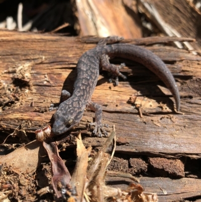 Christinus marmoratus (Southern Marbled Gecko) at Red Hill to Yarralumla Creek - 5 Nov 2019 by mcleana