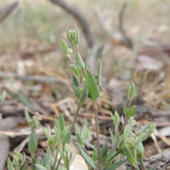 Einadia nutans (Climbing Saltbush) at Tuggeranong DC, ACT - 2 Nov 2019 by MichaelBedingfield