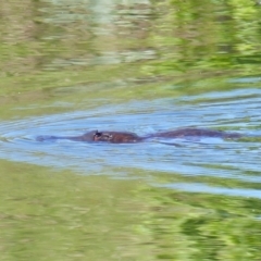 Ornithorhynchus anatinus (Platypus) at Bega, NSW - 11 Nov 2019 by MatthewHiggins