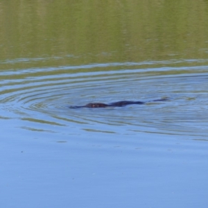 Ornithorhynchus anatinus at Bega, NSW - 11 Nov 2019