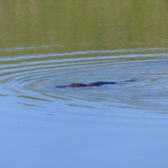 Ornithorhynchus anatinus at Bega, NSW - 11 Nov 2019