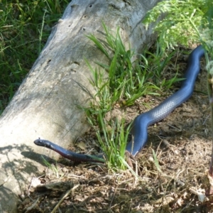 Pseudechis porphyriacus at Bega, NSW - 11 Nov 2019