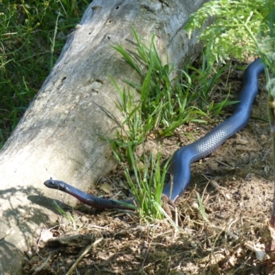 Pseudechis porphyriacus (Red-bellied Black Snake) at Bega, NSW - 10 Nov 2019 by MatthewHiggins