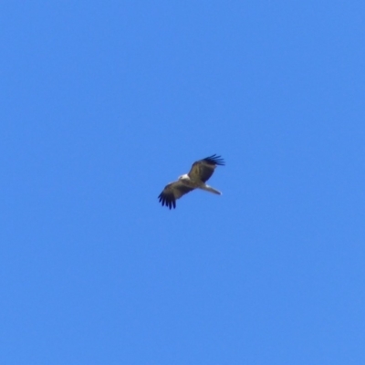 Haliastur sphenurus (Whistling Kite) at Bega, NSW - 11 Nov 2019 by MatthewHiggins