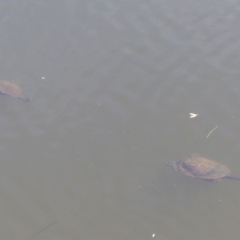 Chelodina longicollis (Eastern Long-necked Turtle) at Bega, NSW - 11 Nov 2019 by MatthewHiggins