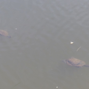 Chelodina longicollis at Bega, NSW - 11 Nov 2019 10:12 AM