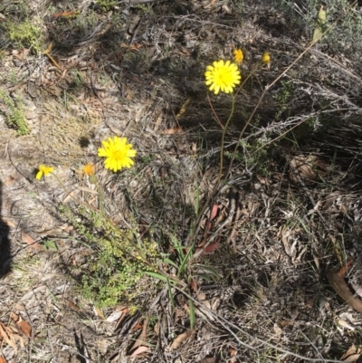 Picris angustifolia subsp. angustifolia at Royalla Common and Greenways - 10 Nov 2018 by Wandiyali