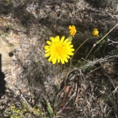 Picris angustifolia subsp. angustifolia at Royalla, NSW - 11 Nov 2018