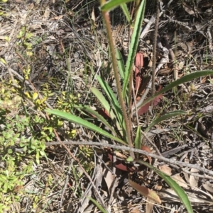 Picris angustifolia subsp. angustifolia at Royalla, NSW - 11 Nov 2018