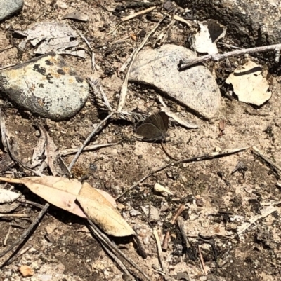 Zizina otis (Common Grass-Blue) at Aranda, ACT - 11 Nov 2019 by Jubeyjubes