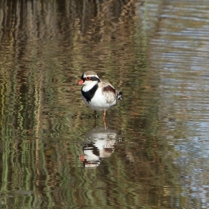 Charadrius melanops at Bowral, NSW - 5 Nov 2019